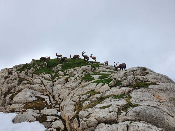 Clicca per vedere l'immagine alla massima grandezza